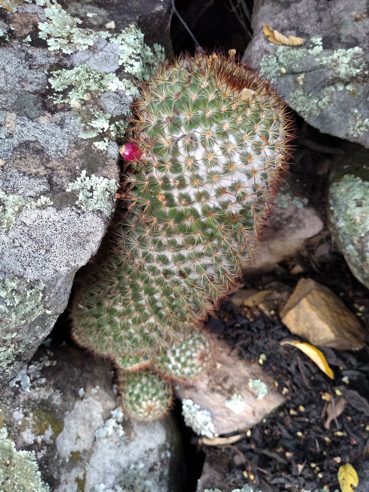 Mammillaria columbiana ssp. Columbiana